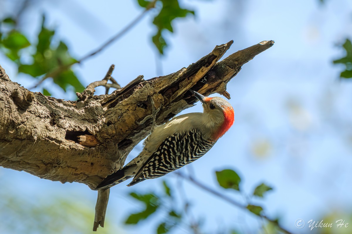 Carolinaspecht - ML644568635