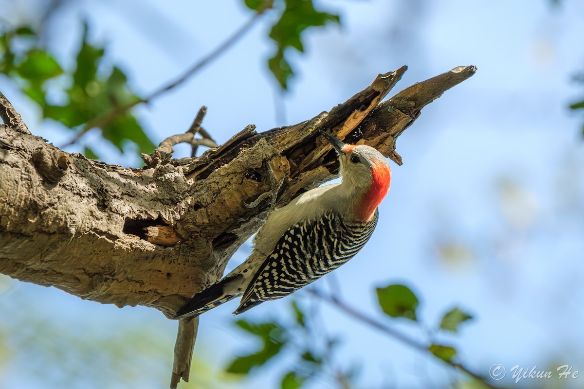 Carolinaspecht - ML644568636