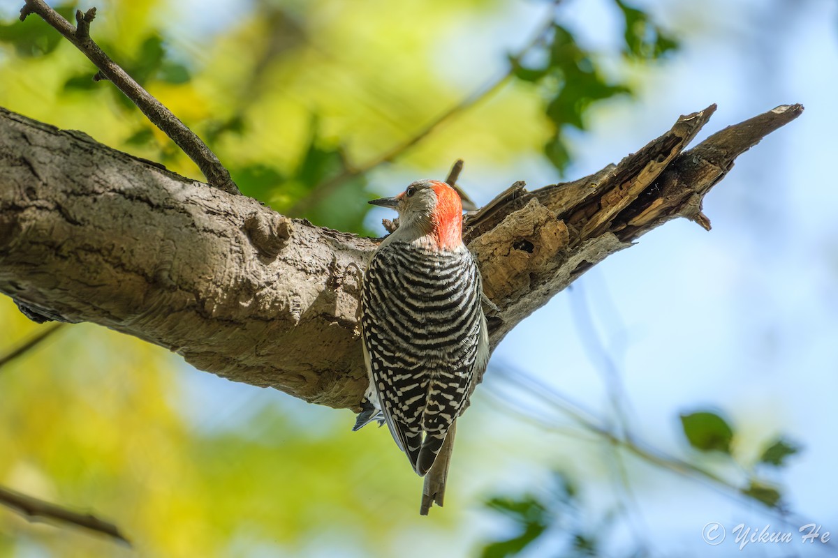 Carolinaspecht - ML644568637