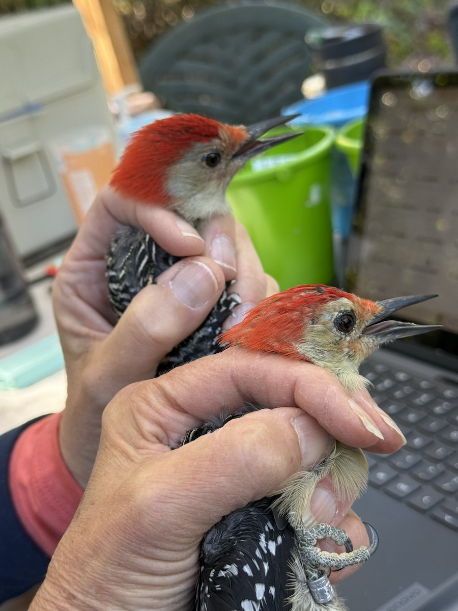 Carolinaspecht - ML644568641