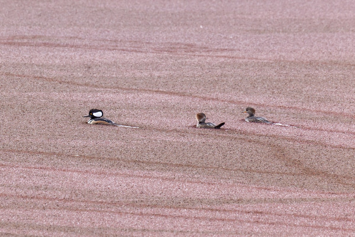 Hooded Merganser - ML644568643