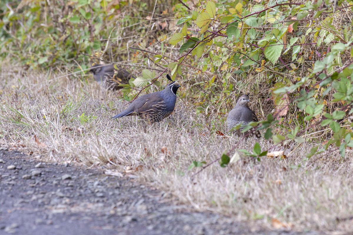 California Quail - ML644568644