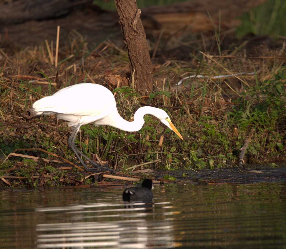 Koartza zuria - ML644568645