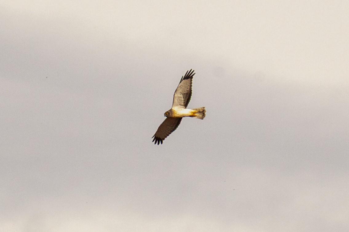 Hudsonweihe - ML644568647