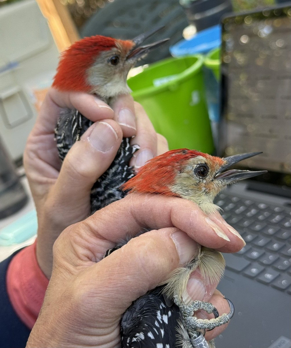 Carolinaspecht - ML644568648