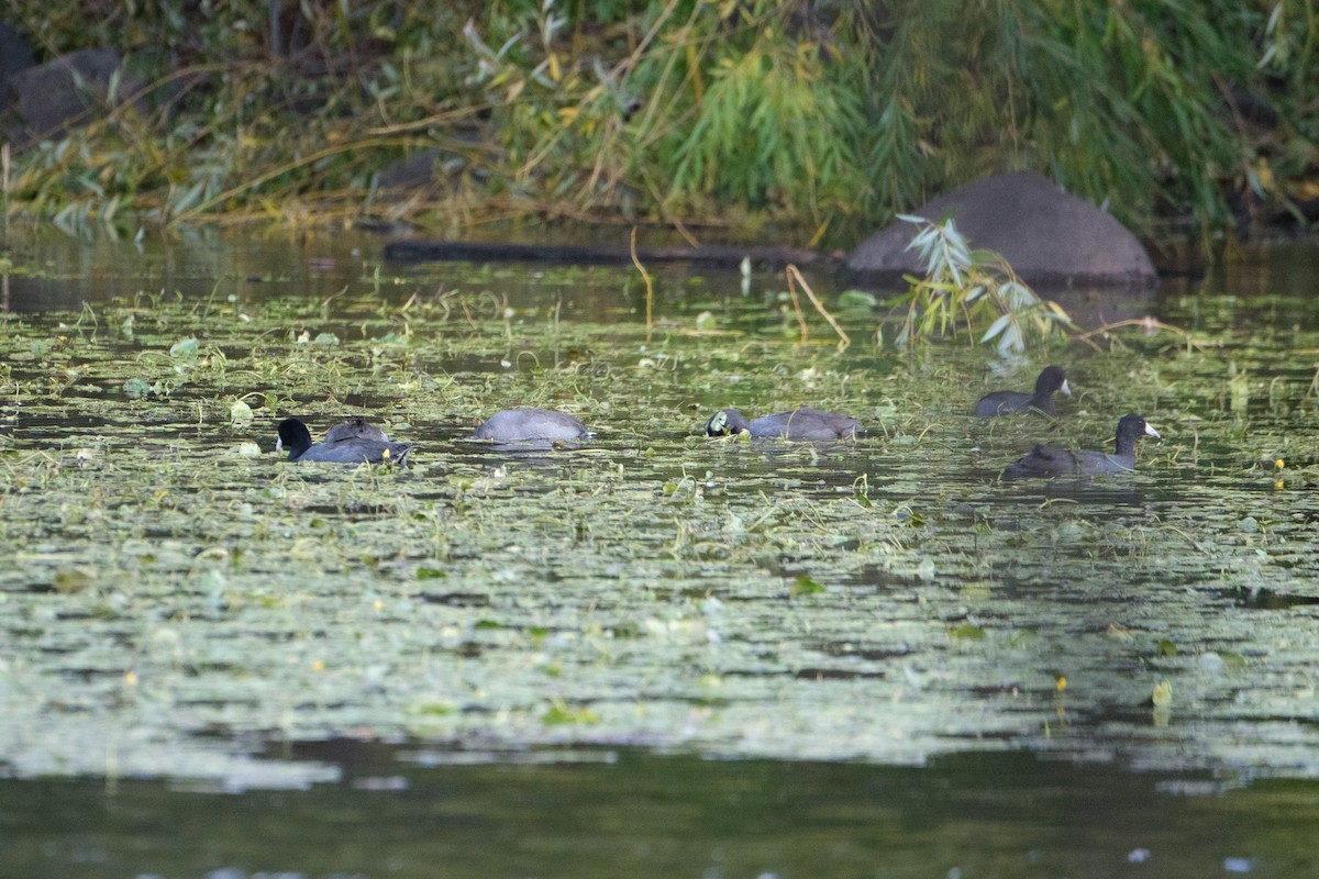 American Coot - ML644568658