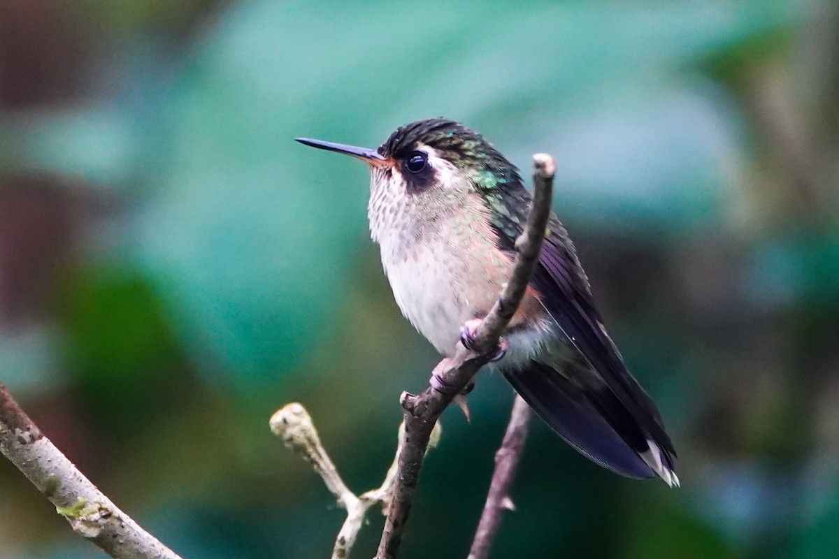Speckled Hummingbird - ML644568664