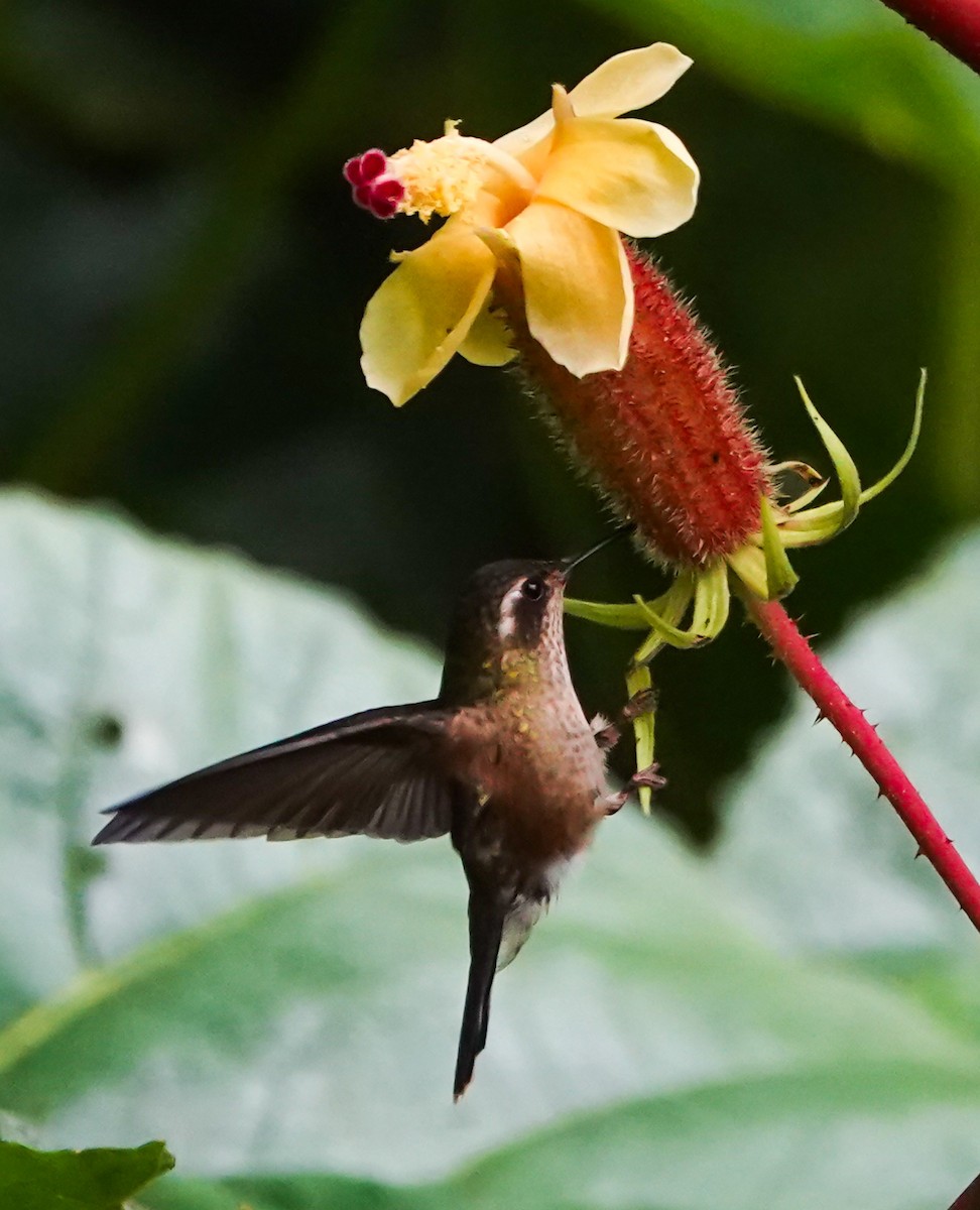 Speckled Hummingbird - ML644568665