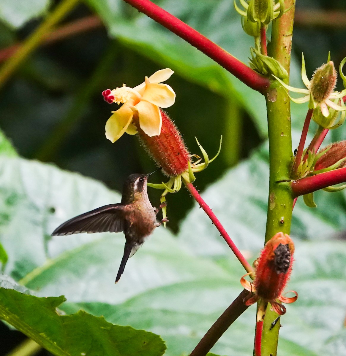 Speckled Hummingbird - ML644568666
