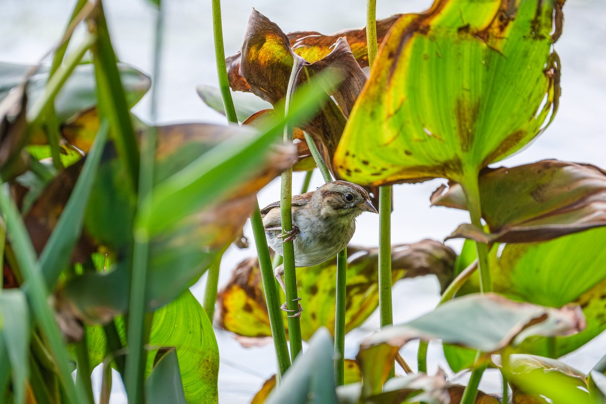 Болотная зонотрихия - ML644568671