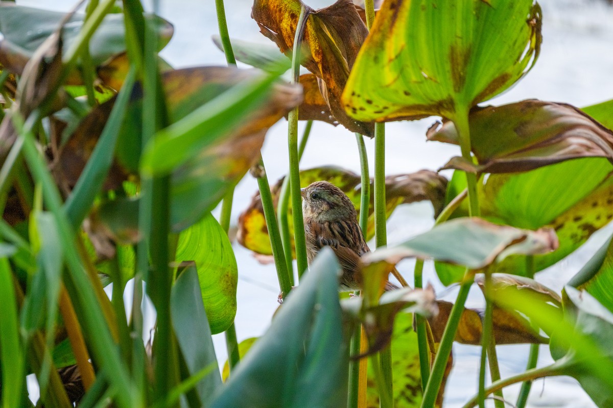 Болотная зонотрихия - ML644568673