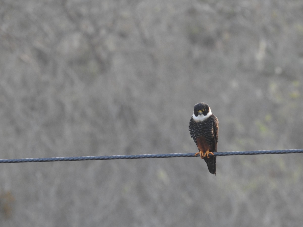 Bat Falcon - ML644568674