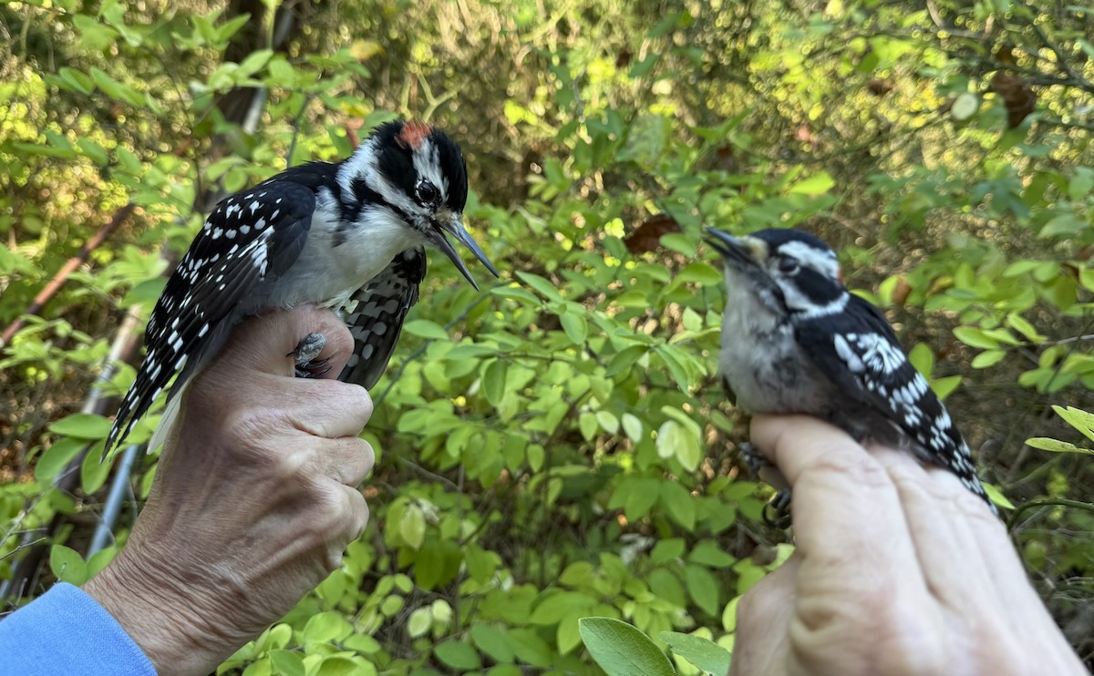 Yumuşak Tüylü Ağaçkakan (pubescens/medianus) - ML644568676