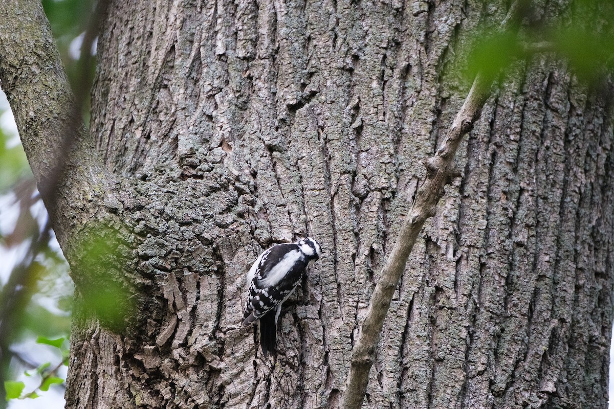 Yumuşak Tüylü Ağaçkakan - ML644568677