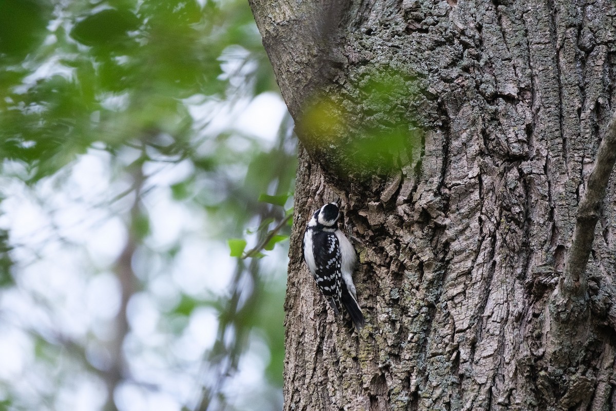 Yumuşak Tüylü Ağaçkakan - ML644568678