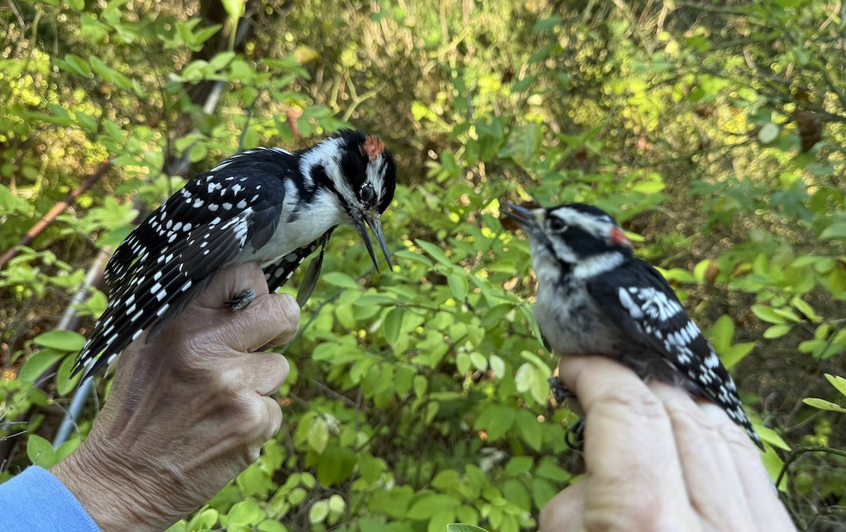 Yumuşak Tüylü Ağaçkakan (pubescens/medianus) - ML644568680