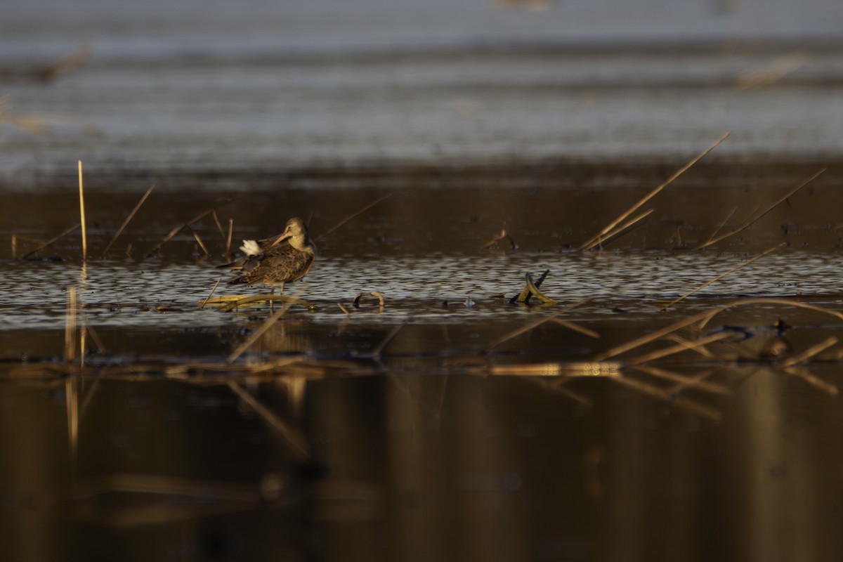 Hudsonian Godwit - ML644568683