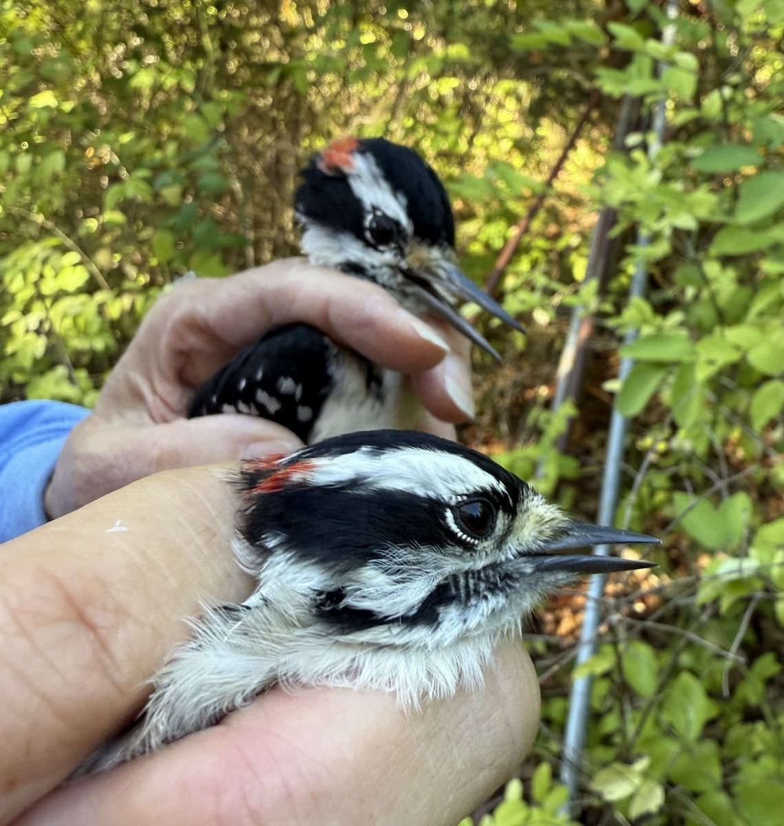 Yumuşak Tüylü Ağaçkakan (pubescens/medianus) - ML644568695