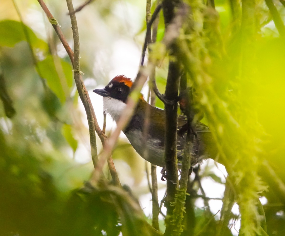 Chestnut-capped Brushfinch - ML644568698