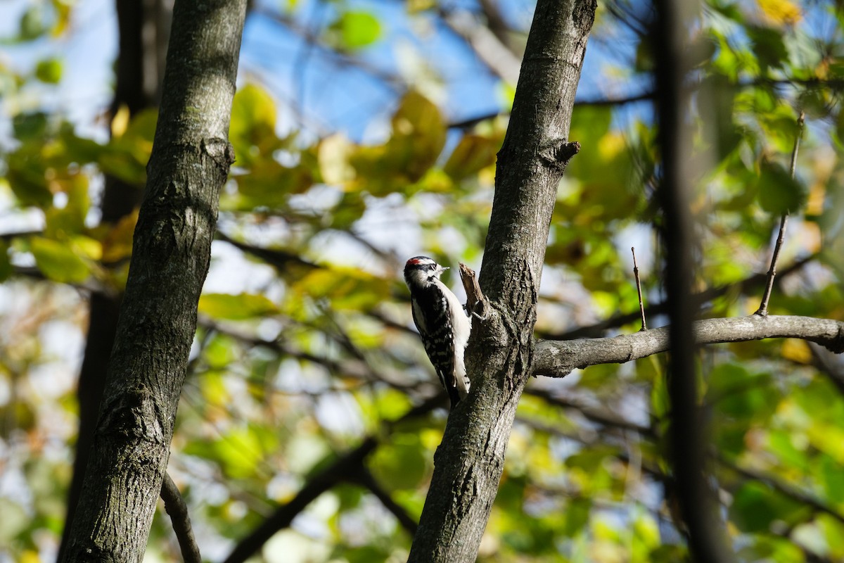 Yumuşak Tüylü Ağaçkakan - ML644568699