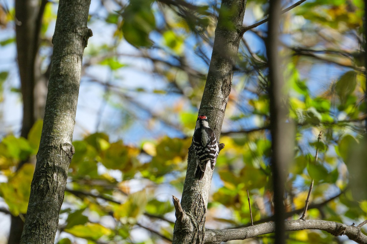 Yumuşak Tüylü Ağaçkakan - ML644568700