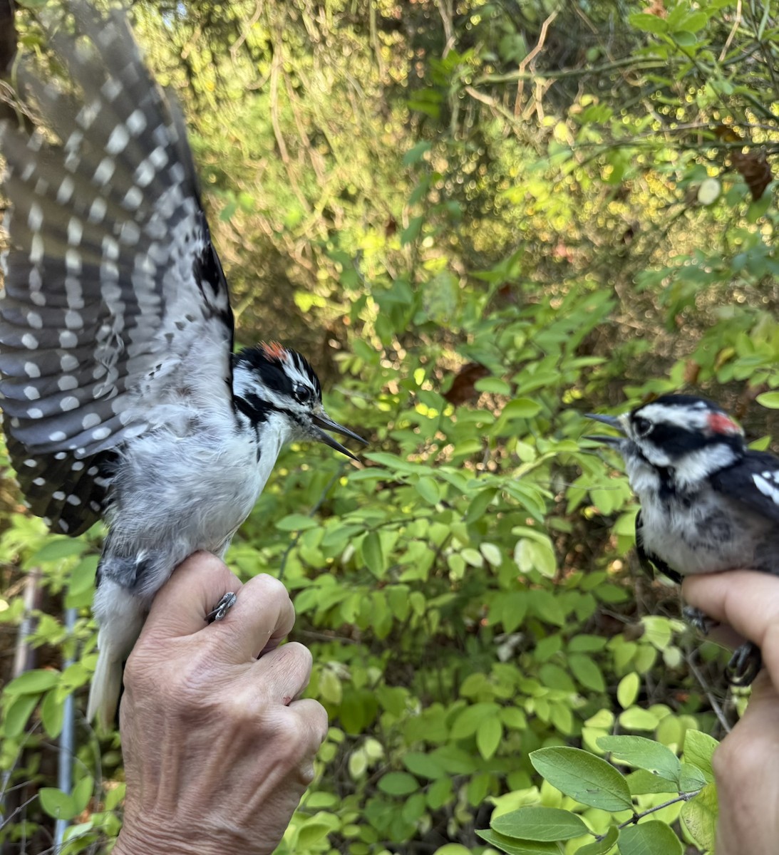 Yumuşak Tüylü Ağaçkakan (pubescens/medianus) - ML644568704
