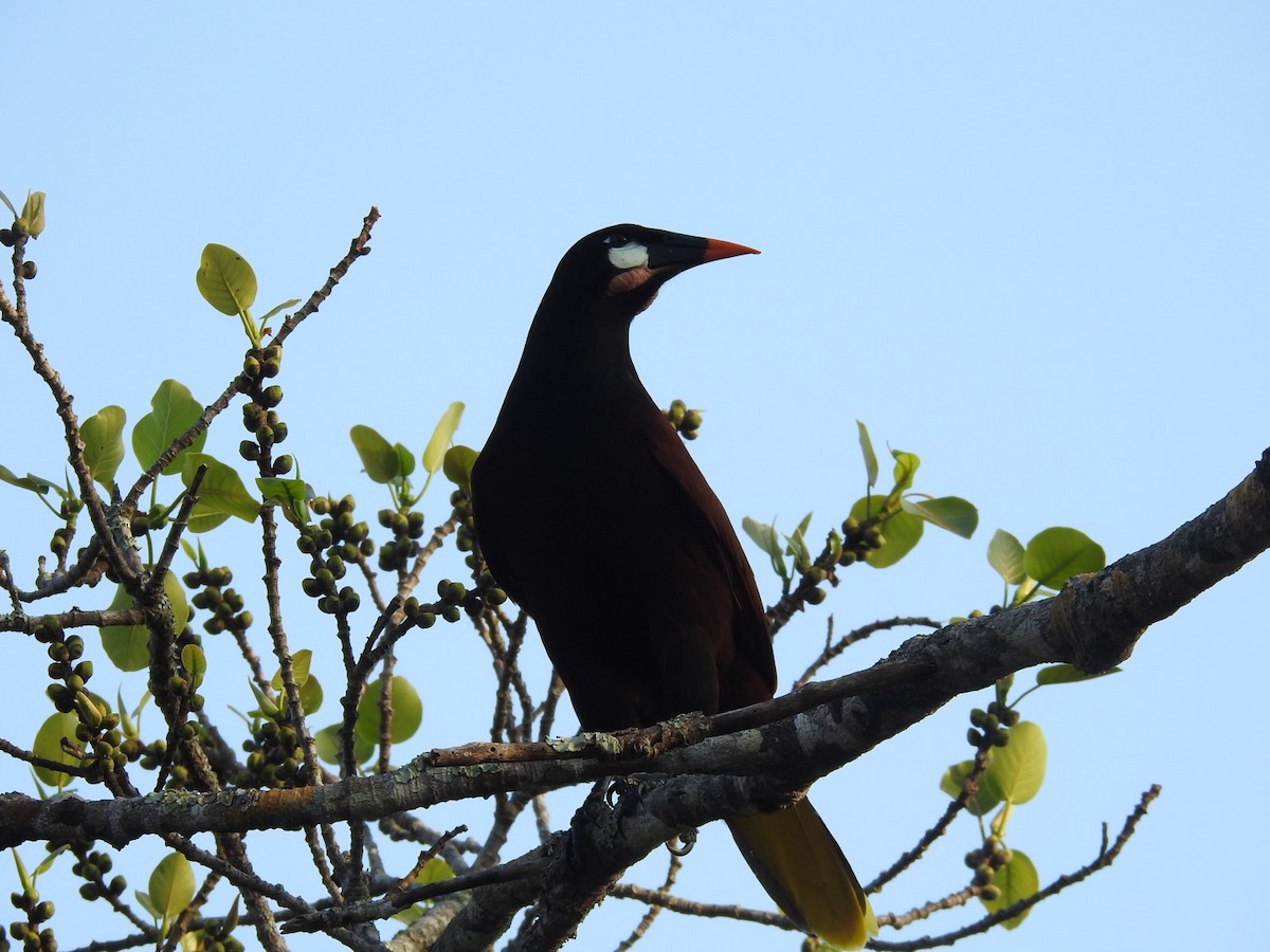 Montezuma Oropendola - ML644568705