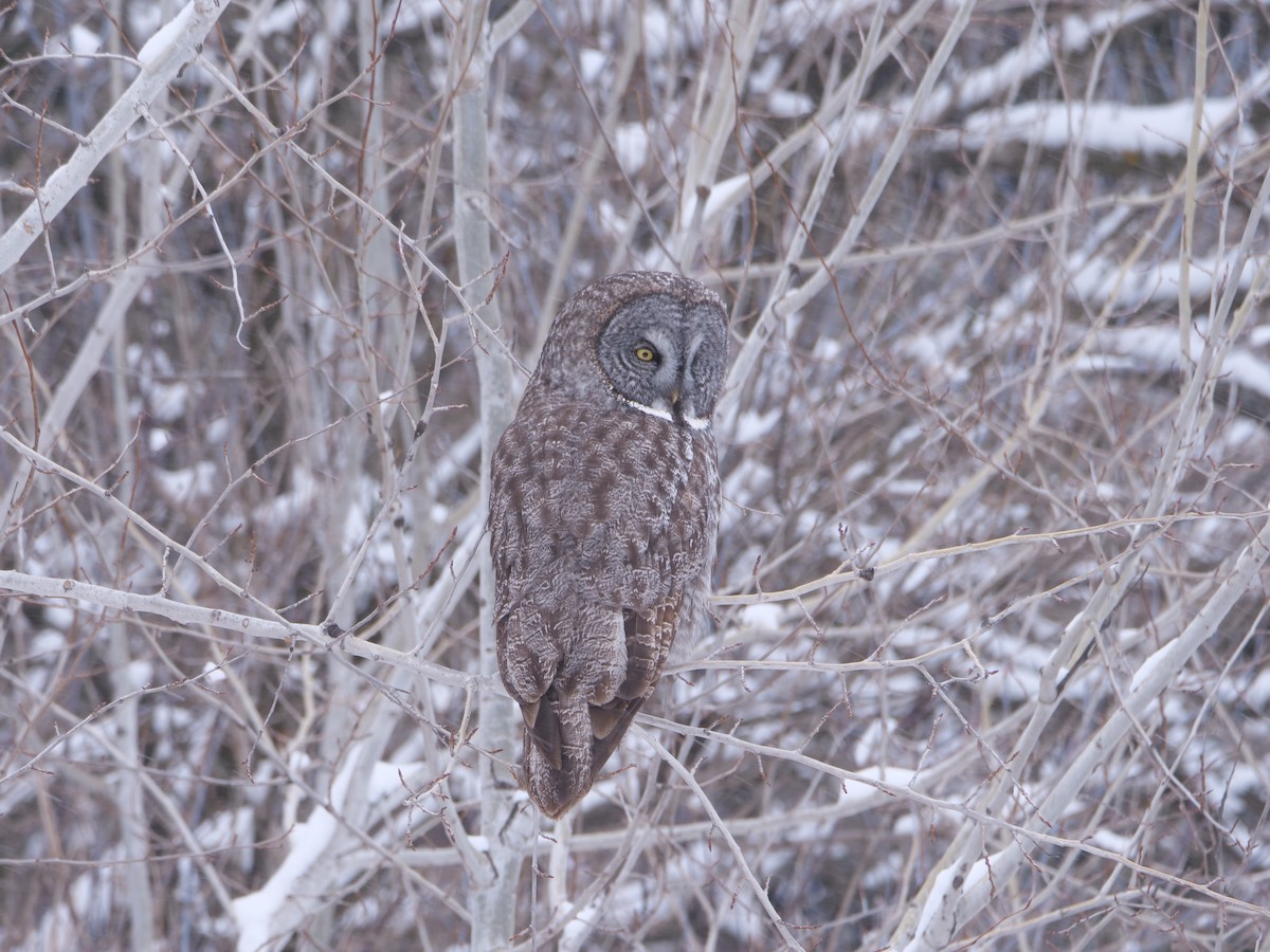 Great Gray Owl - ML644568708