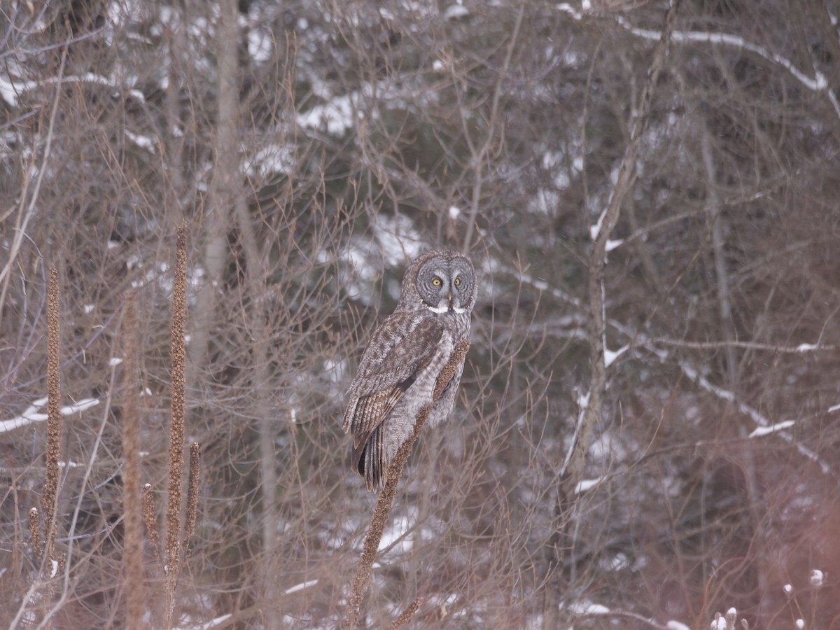 Great Gray Owl - ML644568709