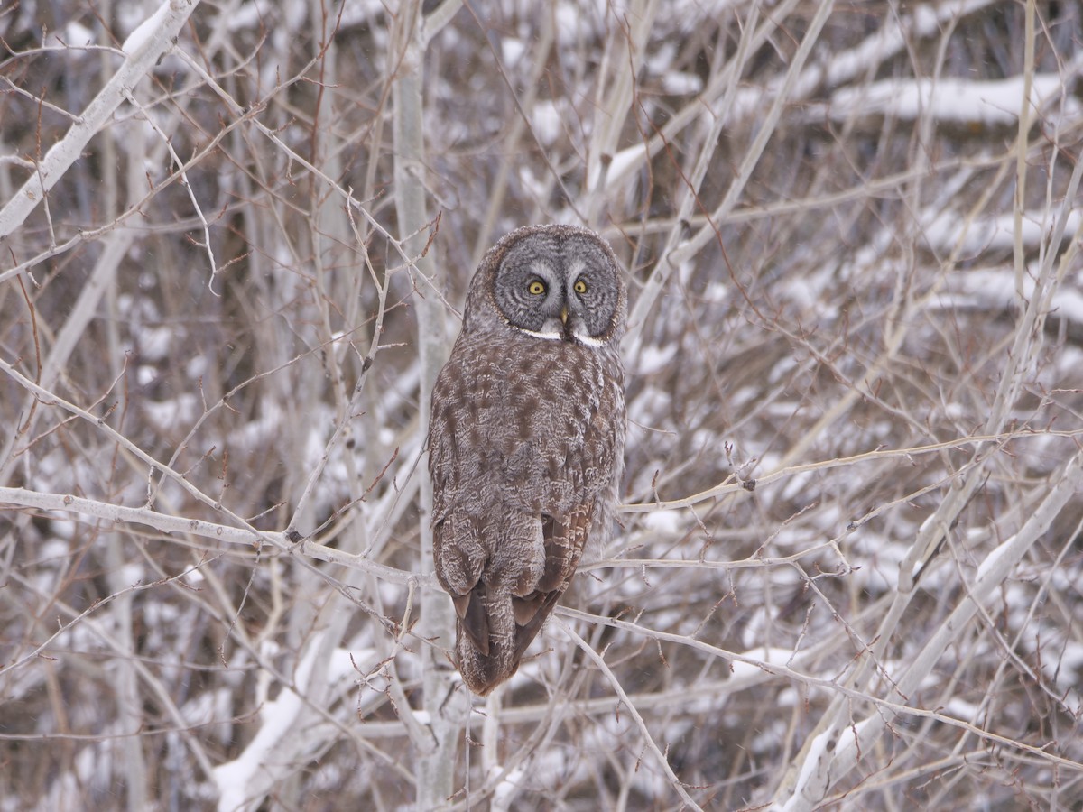 Great Gray Owl - ML644568710