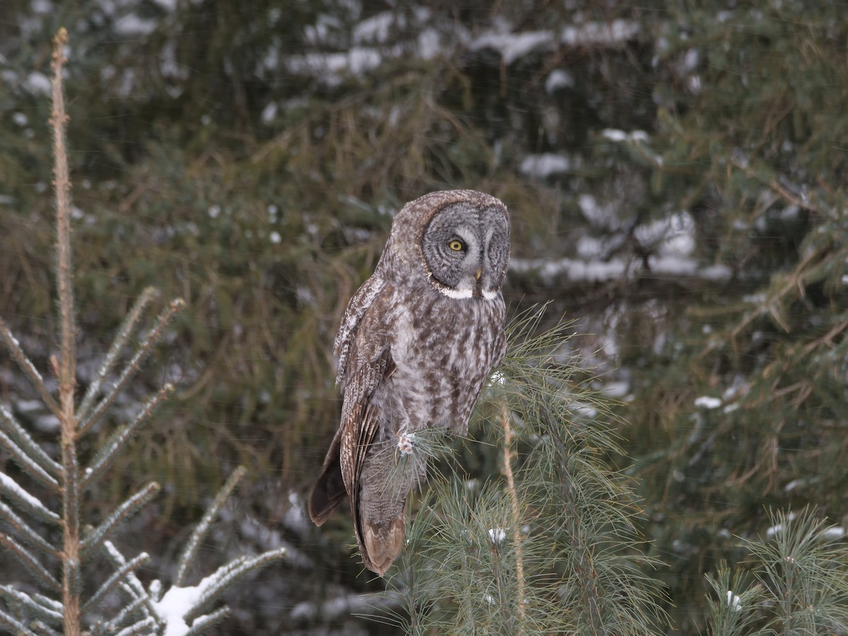 Great Gray Owl - ML644568711