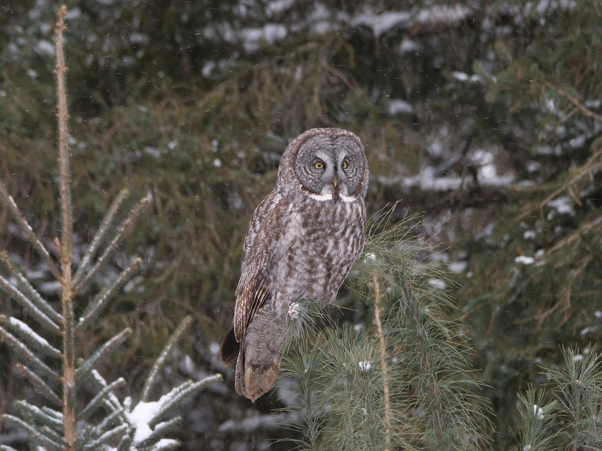 Great Gray Owl - ML644568712