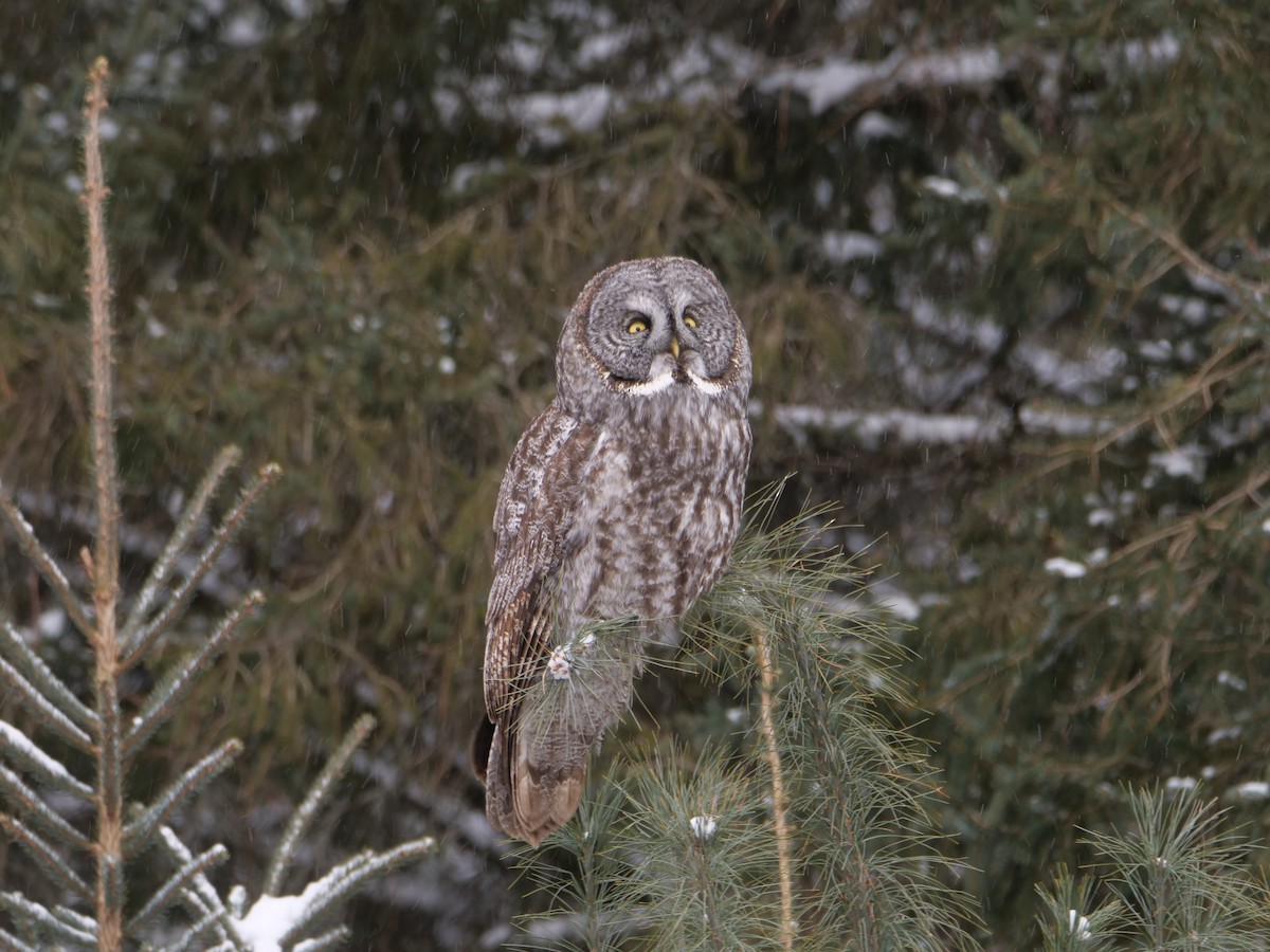 Great Gray Owl - ML644568713