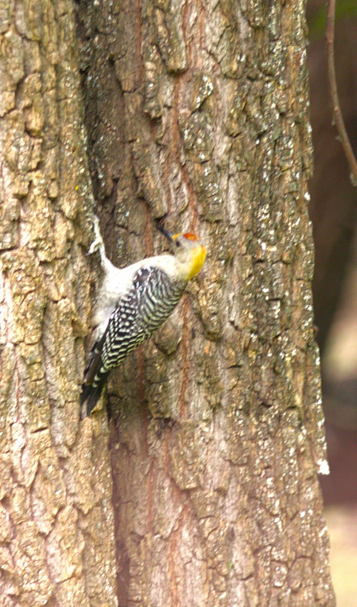 Golden-fronted Woodpecker - ML644568715