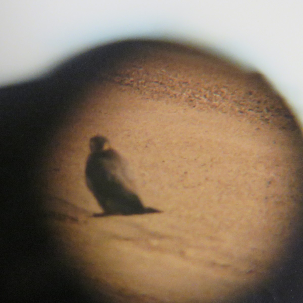 Peregrine Falcon - ML644568722