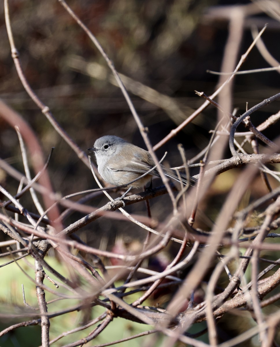 California Gnatcatcher - ML644568729