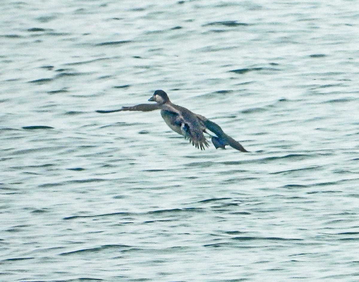 Surf Scoter - ML644568732