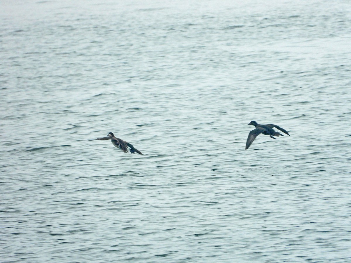 Surf Scoter - ML644568733