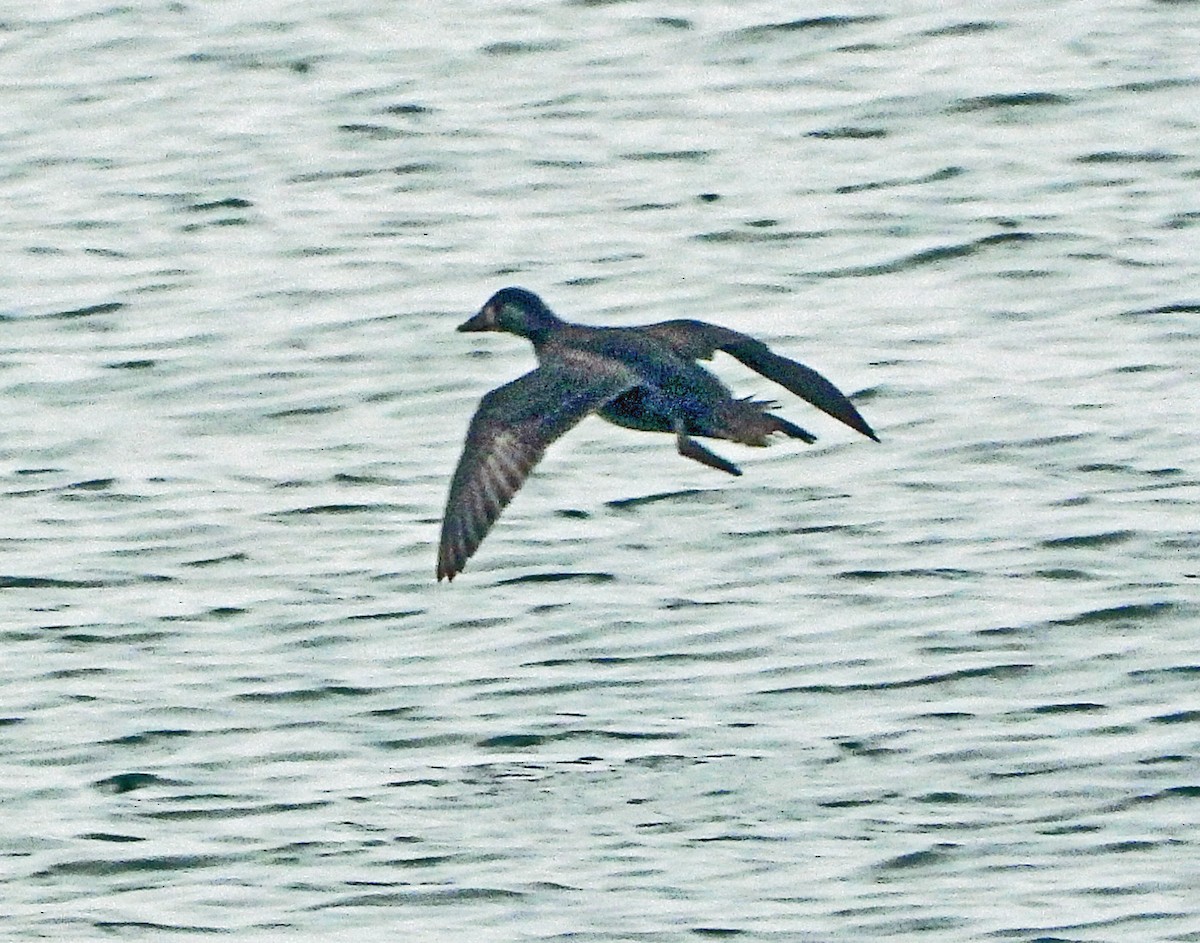 Surf Scoter - ML644568734