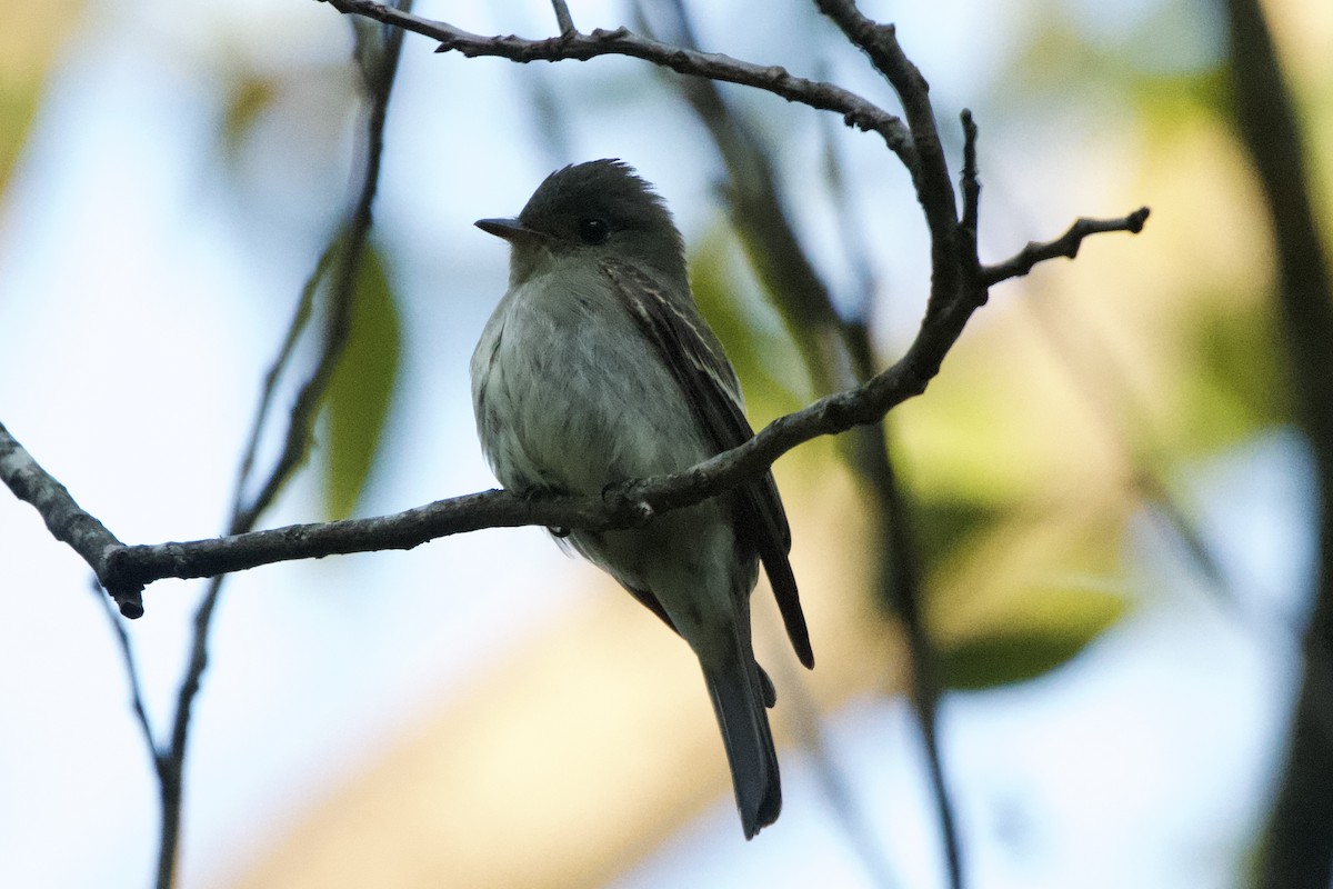 Hellbauch-Schnäppertyrann - ML644568738