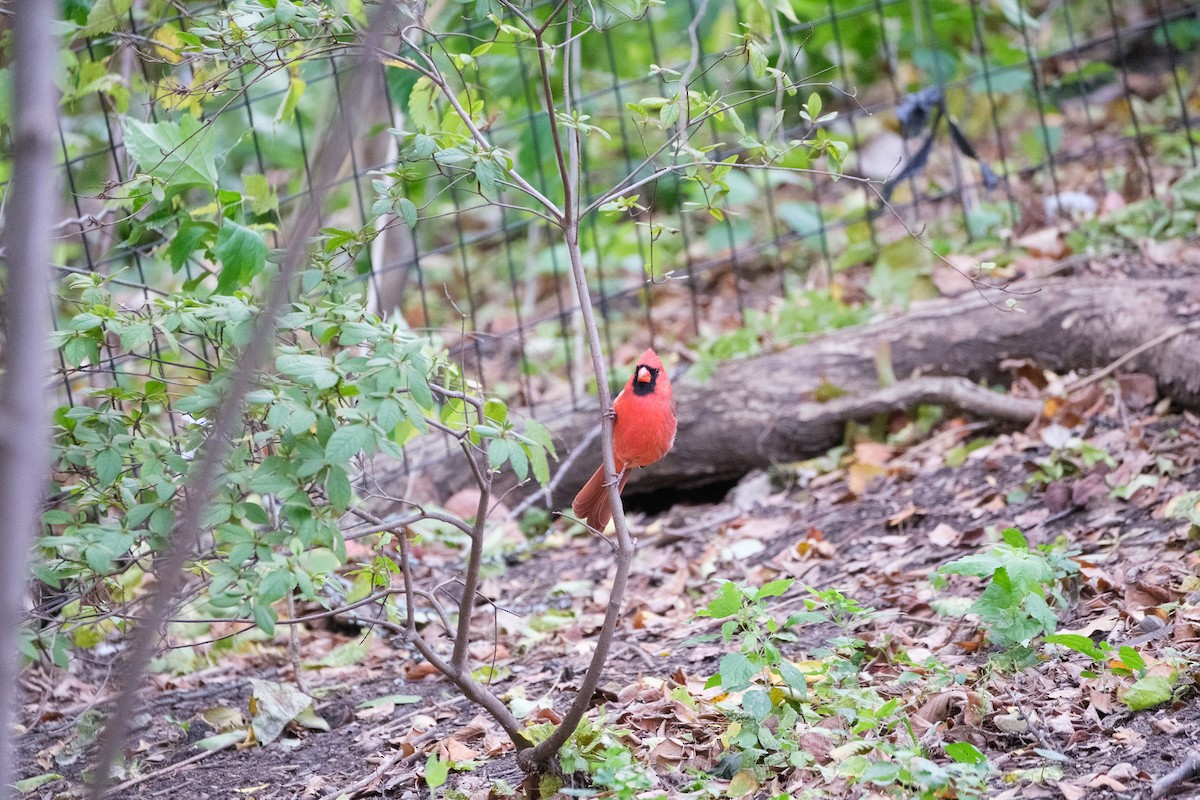 Kardinal arrunta - ML644568748