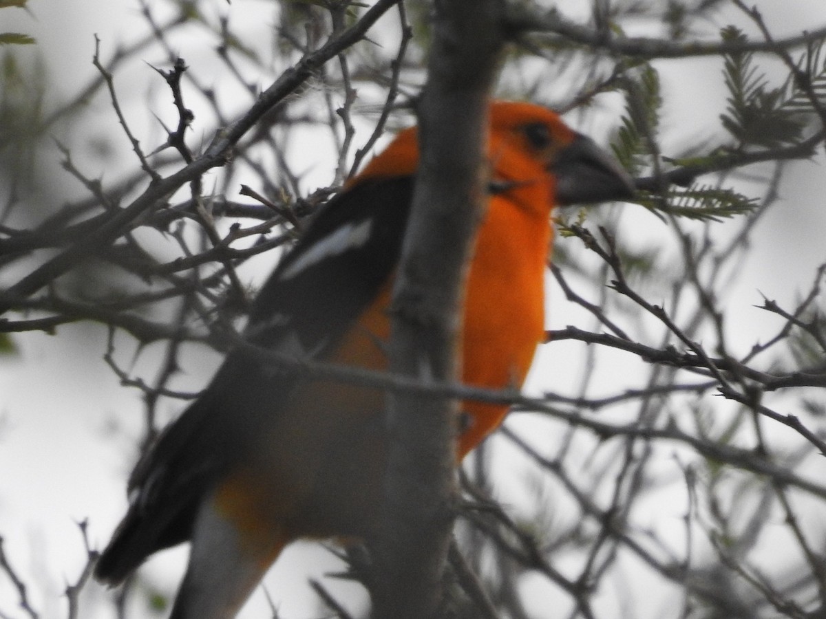 Yellow Grosbeak - ML644568750