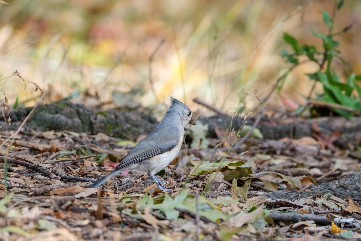 gråduskmeis - ML644568751