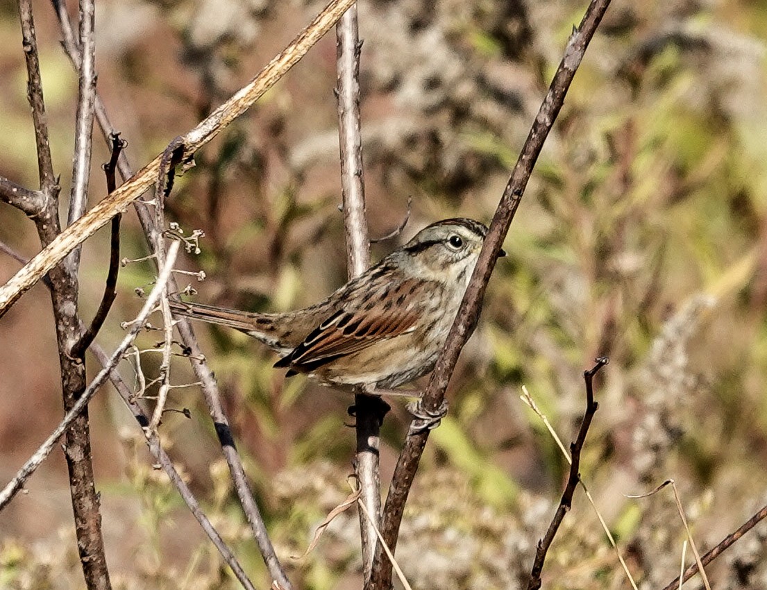 Болотная зонотрихия - ML644568752