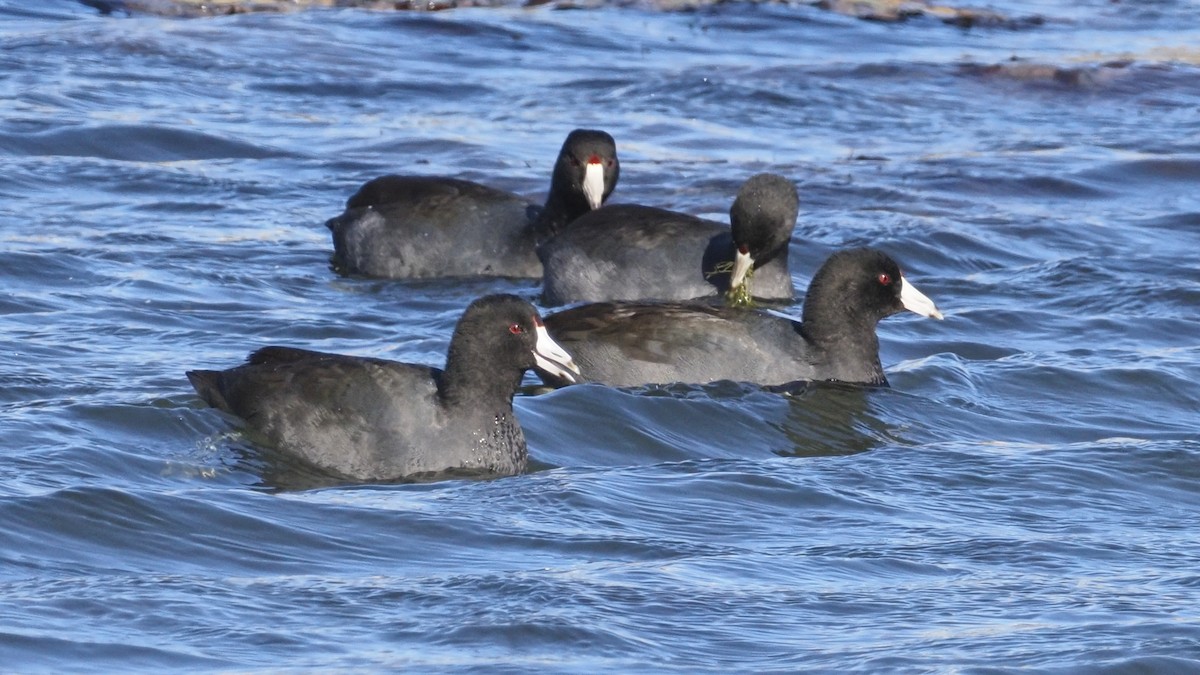 American Coot - ML644568764