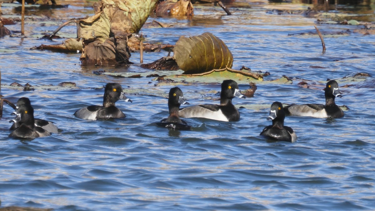 Fuligule à collier - ML644568774