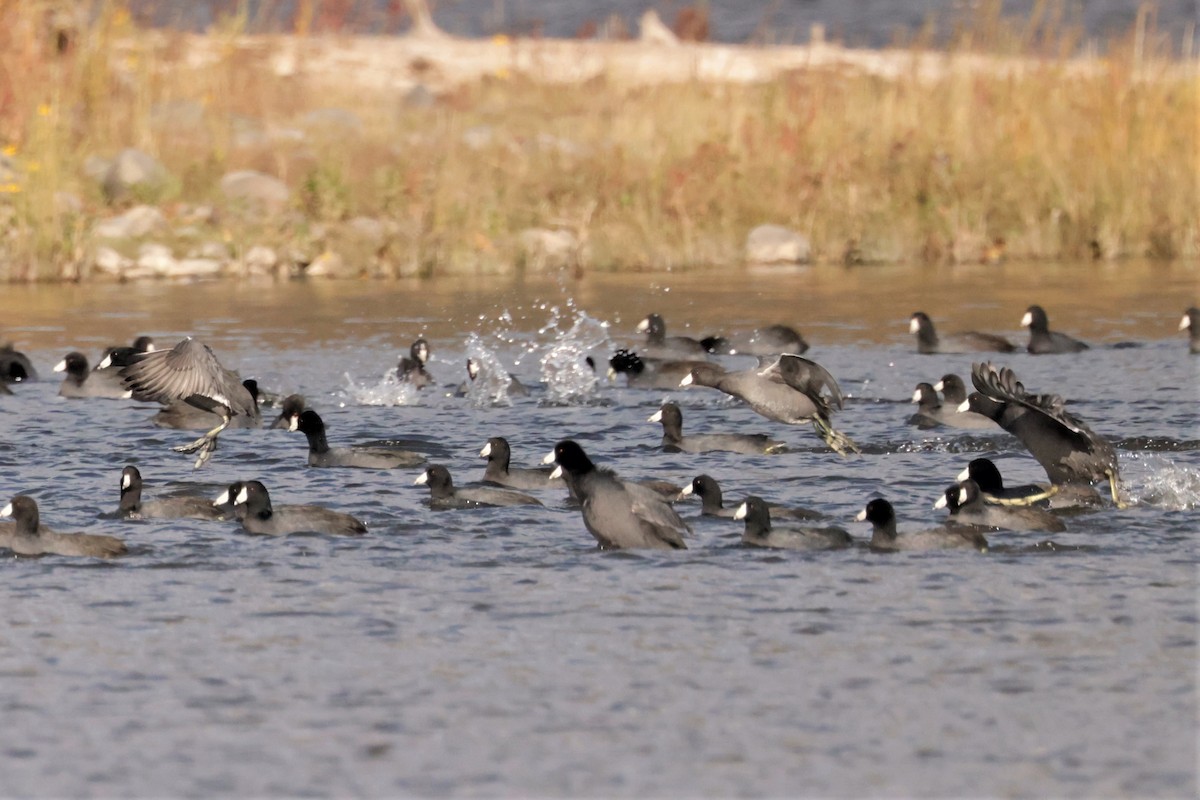 American Coot (Red-shielded) - ML644568775