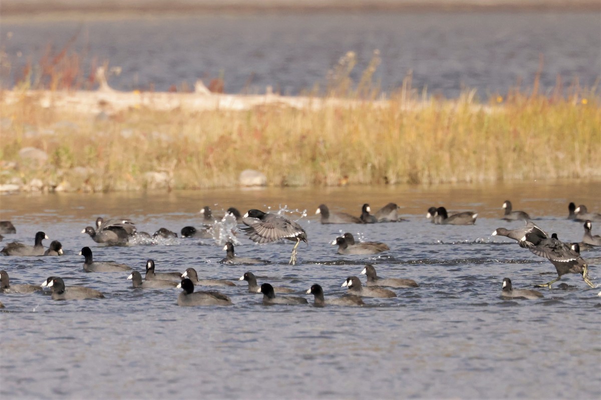 American Coot (Red-shielded) - ML644568776