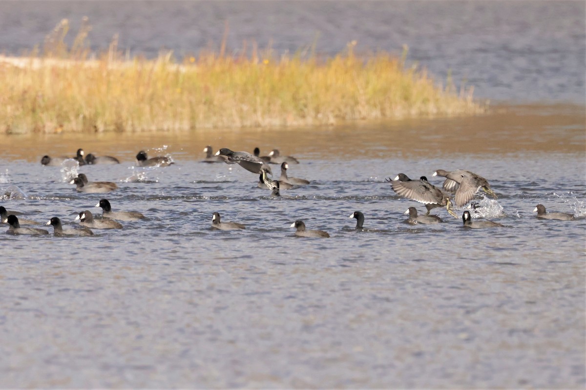 American Coot (Red-shielded) - ML644568777