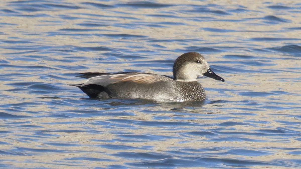 Gadwall - ML644568782